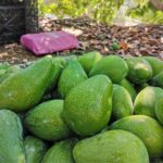 Küçük Boy Erkenci (Clifton) Avokado 1 Kg