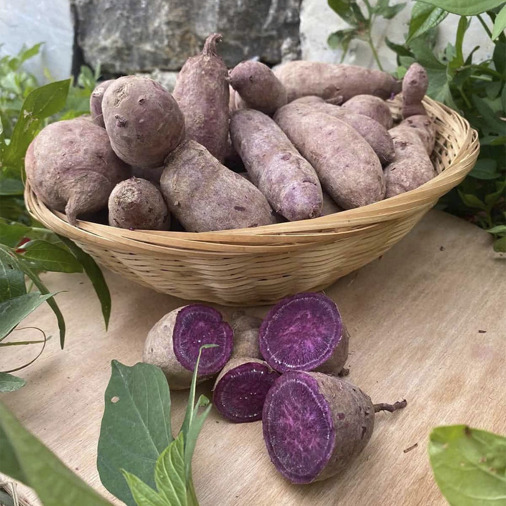 01M0HDZC6B5RRMCT86QR0DWRFZ.jpg Mor Tatlı Patates 1 Kg - Görsel 1