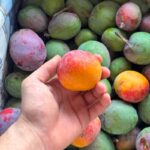 Bebek Mango 500 gram