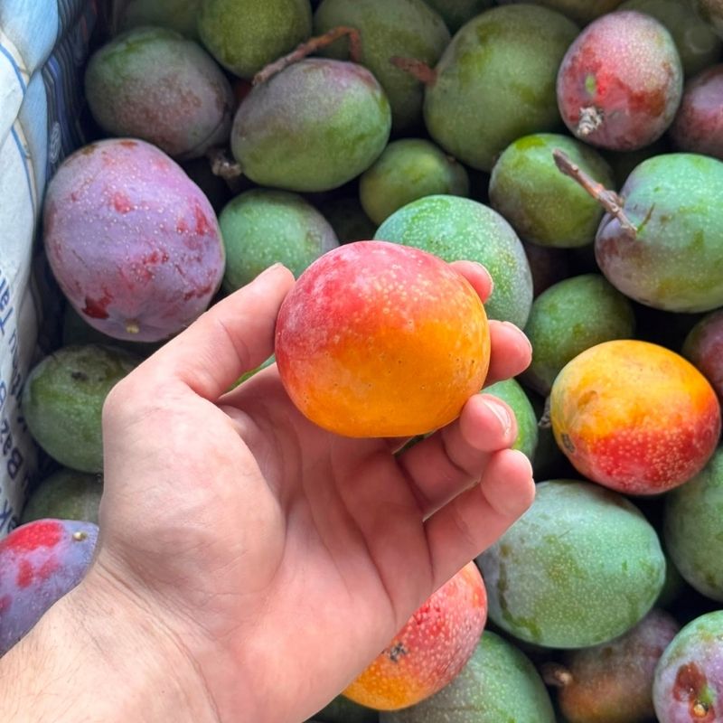01M0Q8D8RBB3S4T1G0PS309ZCY.jpg Bebek Mango 500 gram - Görsel 1