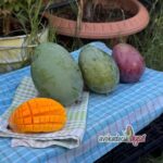 1 Adet Yerli Mango - Görsel 3