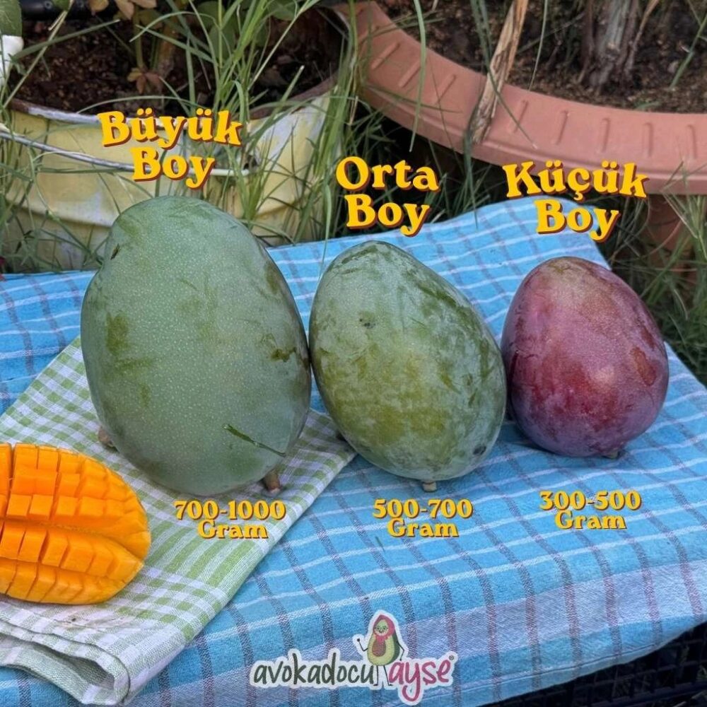 1 Adet Yerli Mango - Görsel 2