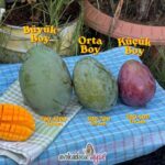 1 Adet Yerli Mango - Görsel 2