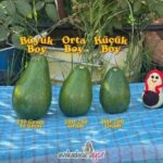 Büyük Boy Erkenci (Clifton) Avokado - Görsel 4