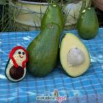 Büyük Boy Erkenci (Clifton) Avokado