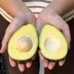 160 Gram ve Üzeri Erkenci Avokado - Görsel 3