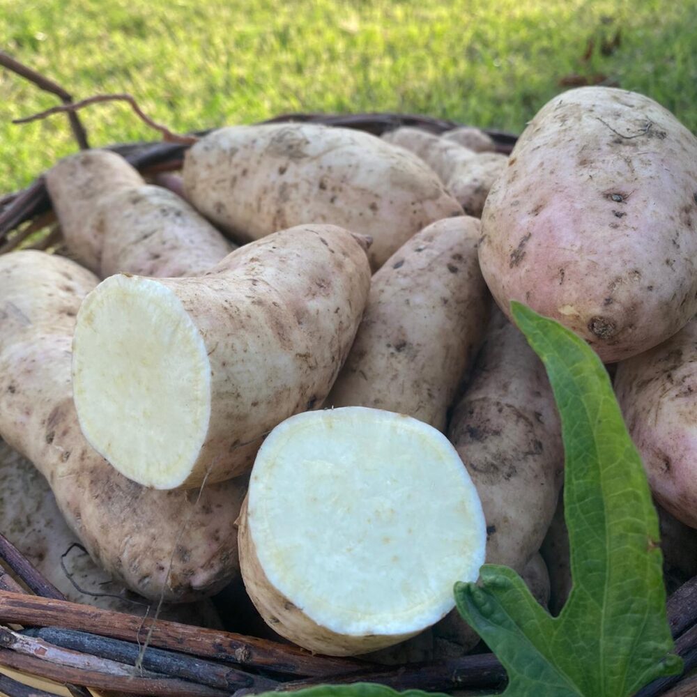 Beyaz Tatlı Patates 1 Kg - Görsel 2