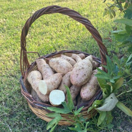 Beyaz Tatlı Patates 1 Kg