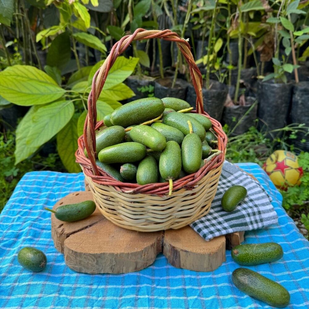 Çekirdeksiz Bebek Avokado 500 gram - Görsel 3