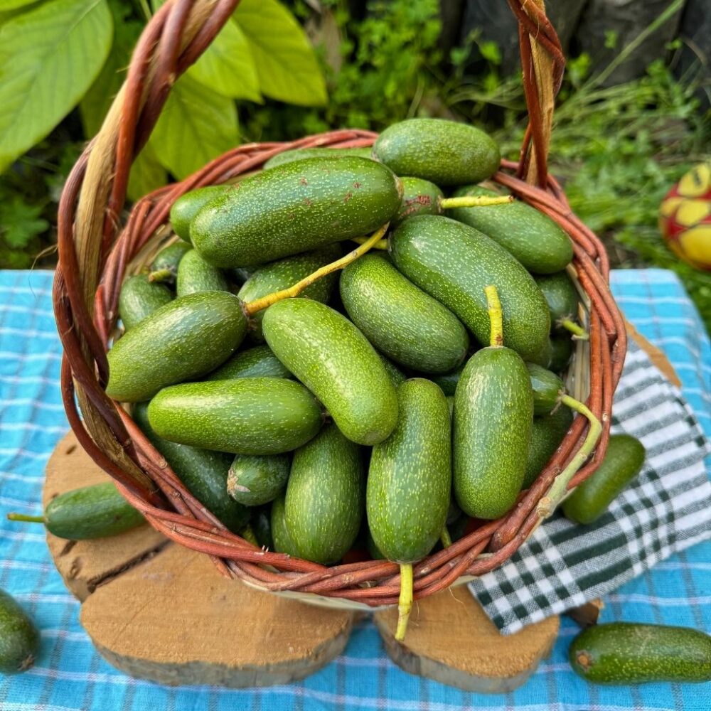 Çekirdeksiz Bebek Avokado 500 gram - Görsel 4