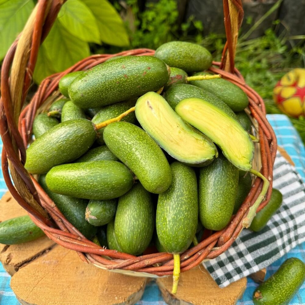 Çekirdeksiz Bebek Avokado 500 gram - Görsel 2