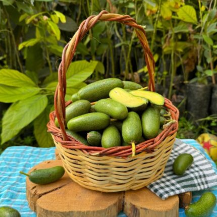 Çekirdeksiz Bebek Avokado 500 gram