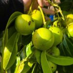 Çikolata Meyvesi (Black sapote fruit) 250 Gram - Görsel 5
