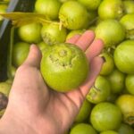 Çikolata Meyvesi (Black sapote fruit) 250 Gram - Görsel 4