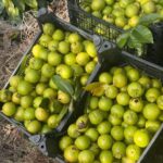 Çikolata Meyvesi (Black sapote fruit) 250 Gram - Görsel 3