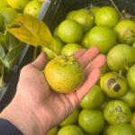 Çikolata Meyvesi (Black sapote fruit) 250 Gram - Görsel 2