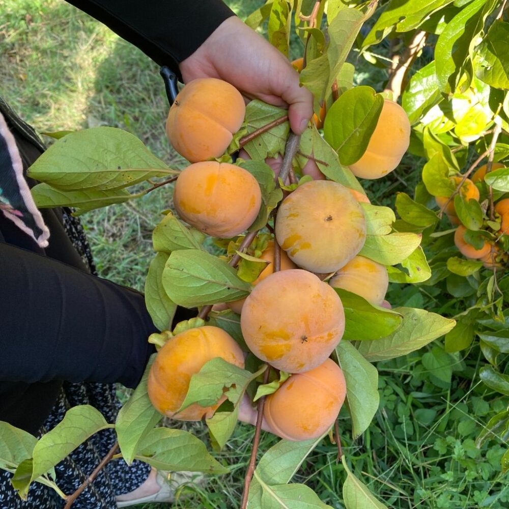 Cennet Hurması 1 Kg - Görsel 2
