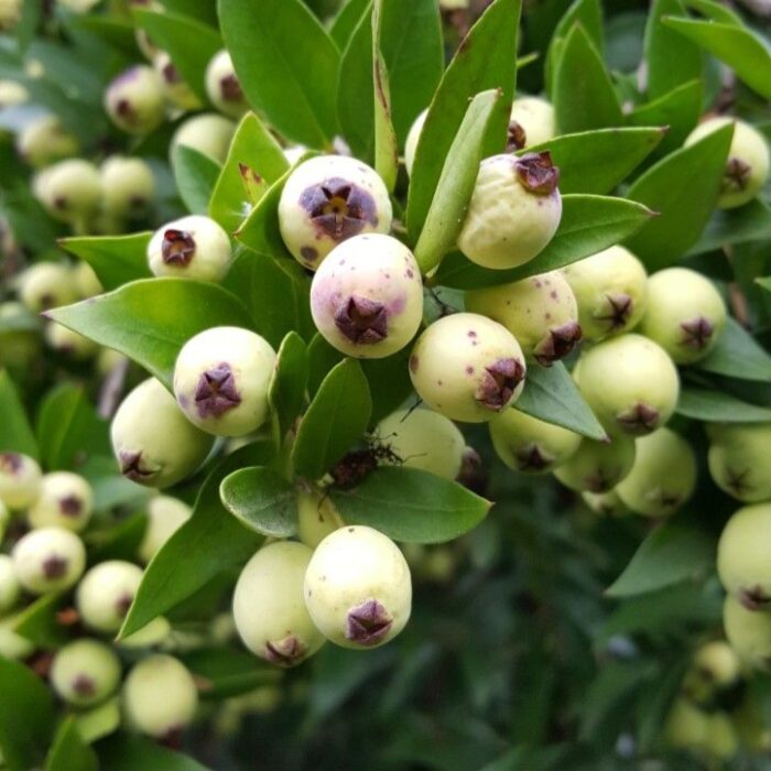 Murt Meyvesi (Hambeles) 500 gr - Görsel 1