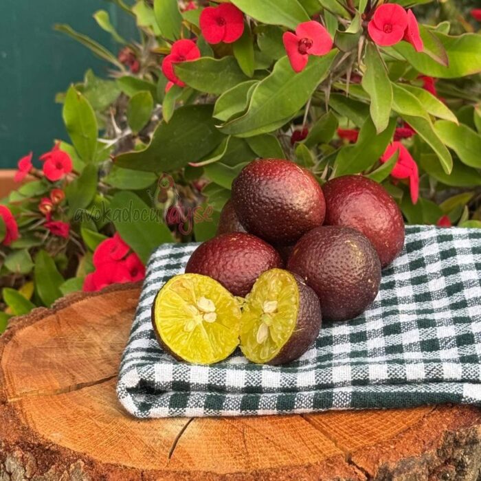 Kırmızı Havyar Limon (Blood Lime) 500 Gram - Görsel 1