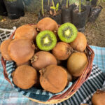 Yerli Kivi Meyvesi 500 gram - Görsel 3