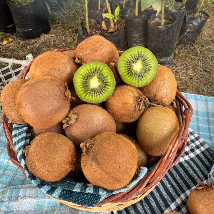 Yerli Kivi Meyvesi 500 gram - Görsel 3