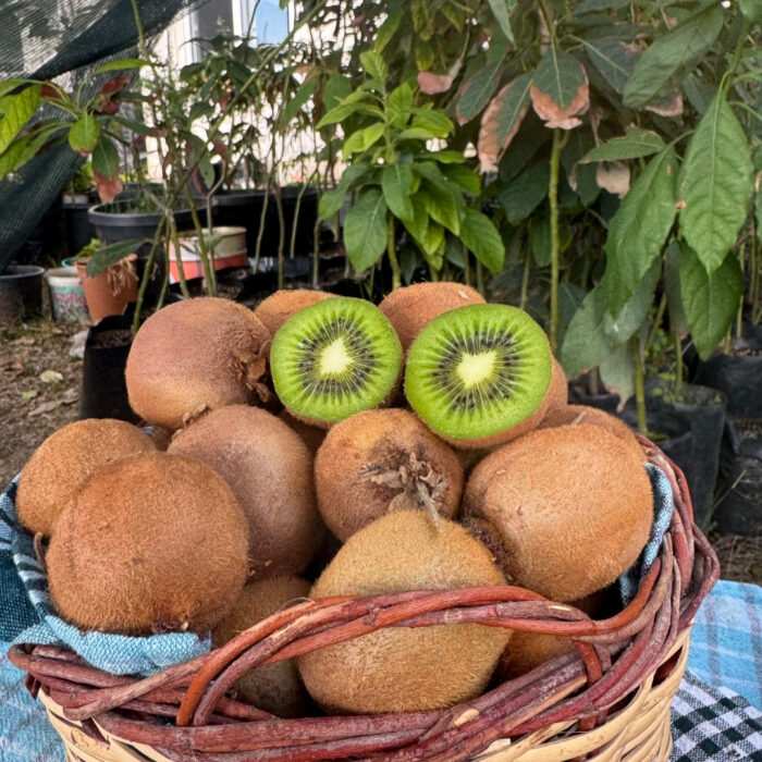 Yerli Kivi Meyvesi 500 gram - Görsel 2