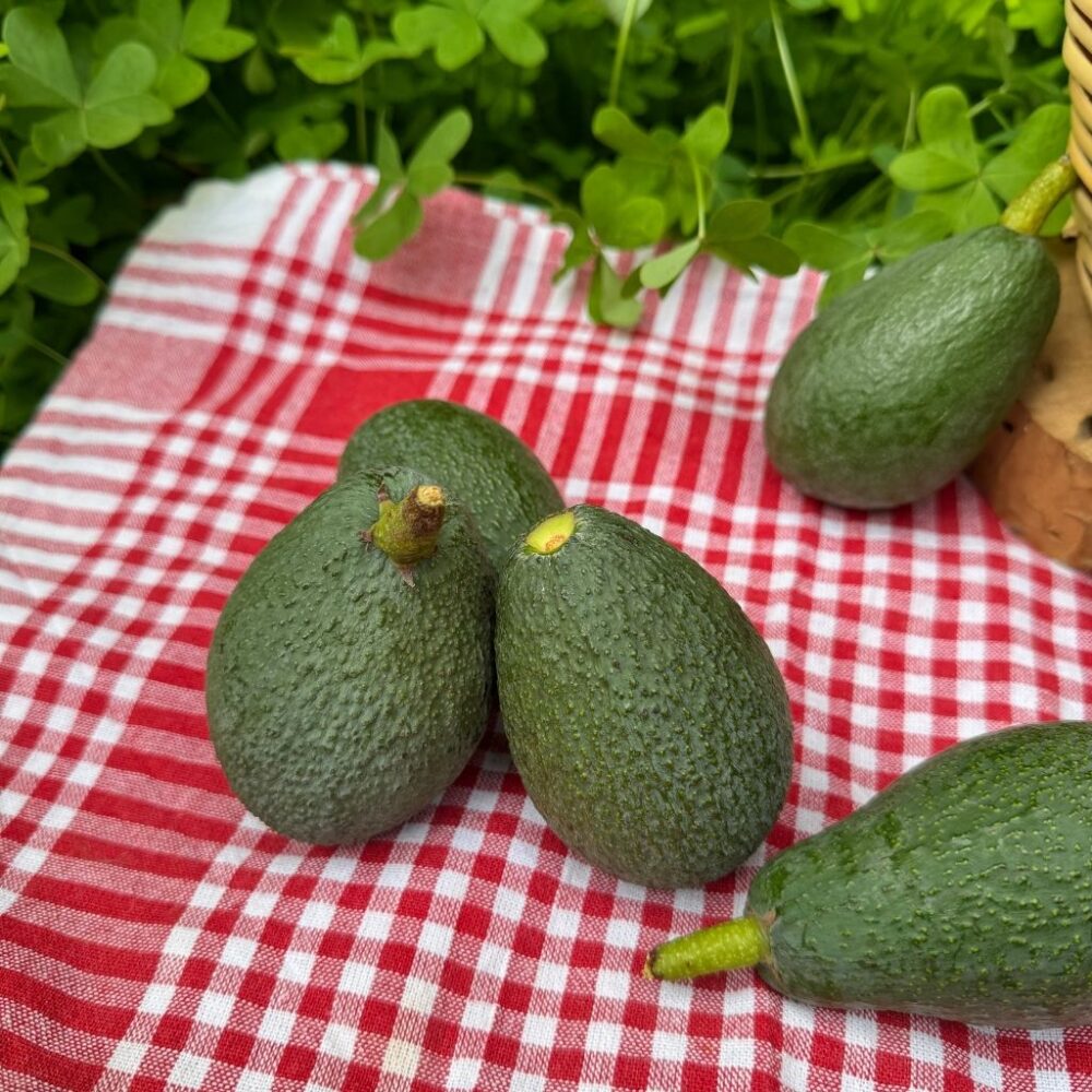 Küçük Boy Fuerte Avokado 1 Kg - Görsel 2