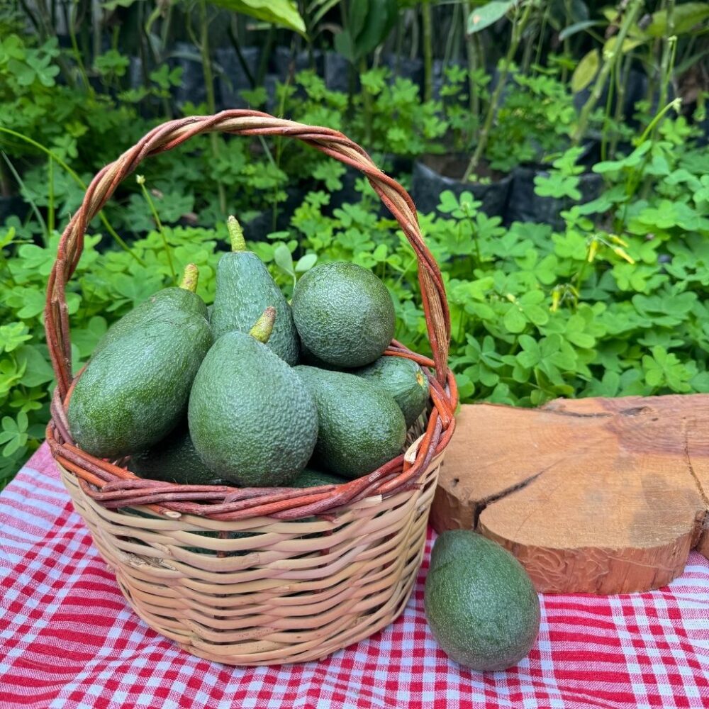 Küçük Boy Fuerte Avokado 1 Kg - Görsel 3