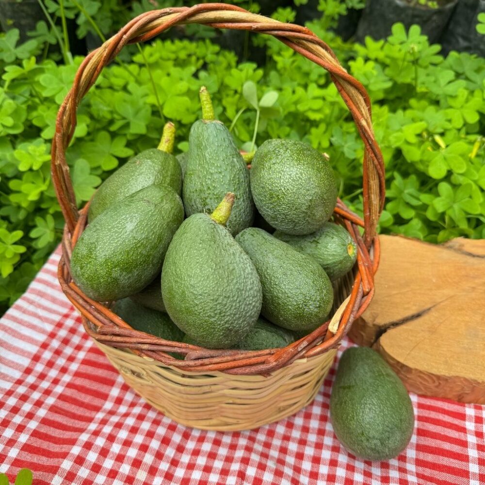 Küçük Boy Fuerte Avokado 1 Kg - Görsel 4