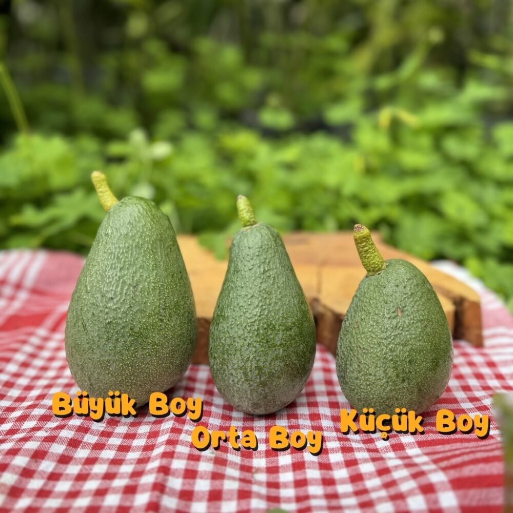 Küçük Boy Fuerte Avokado 1 Kg - Görsel 5