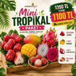 Mini Tropikal Paket