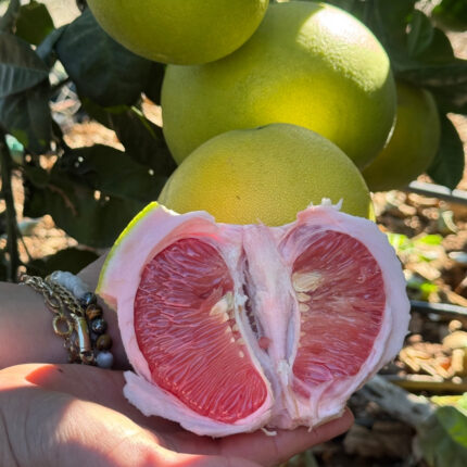 Şadok (Pomelo) Meyvesi 1 Adet