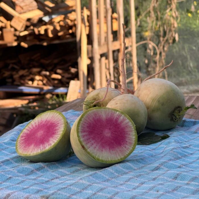 Vezir Turpu 1 kg - Görsel 4