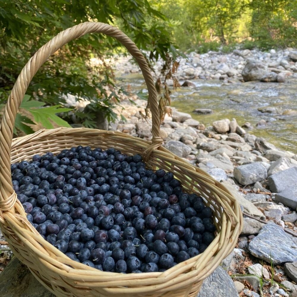 Yerli Yaban Mersini (Blueberry) - Görsel 6