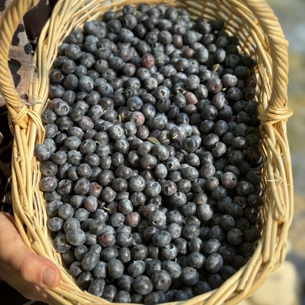 Yerli Yaban Mersini (Blueberry) - Görsel 3