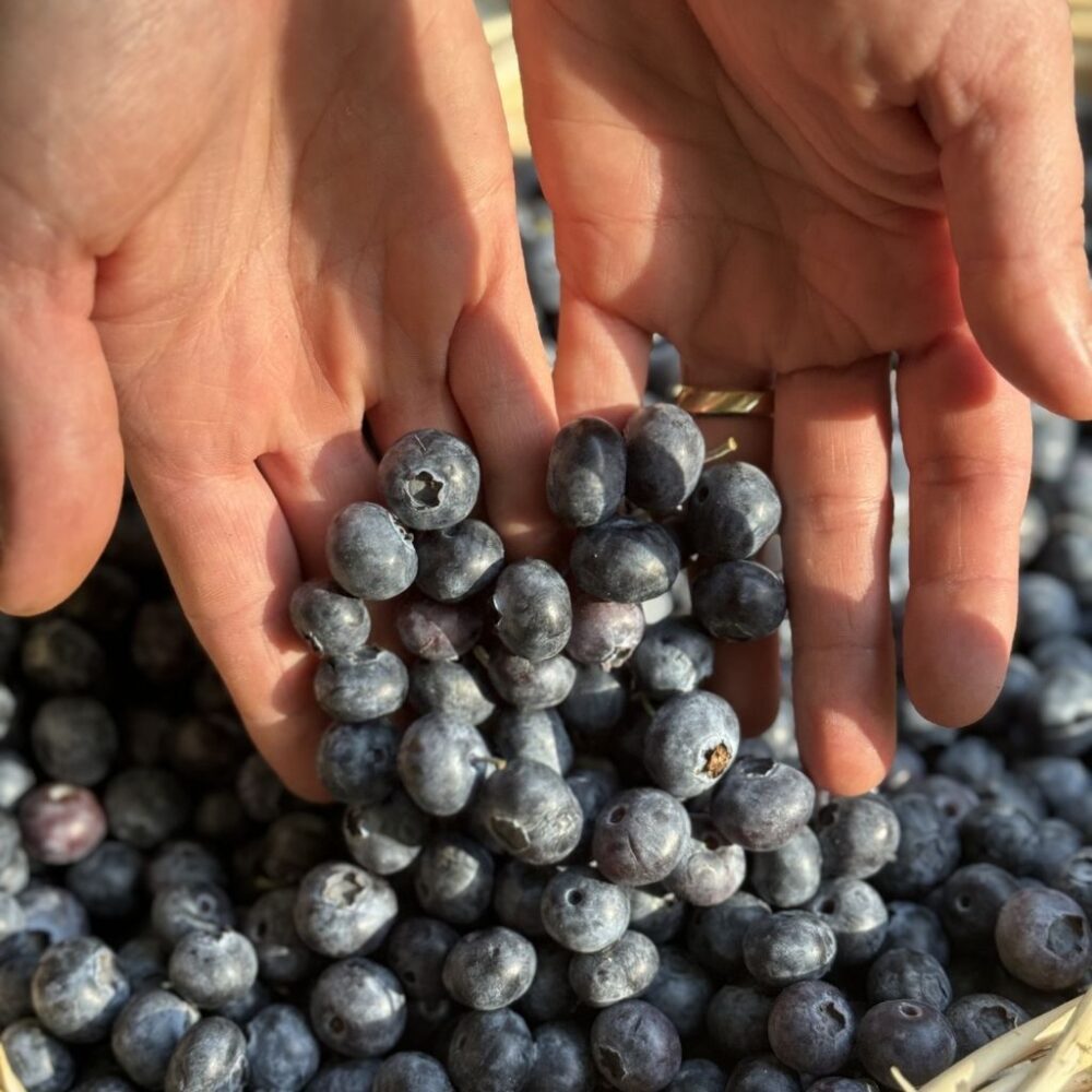 Yerli Yaban Mersini (Blueberry) - Görsel 2