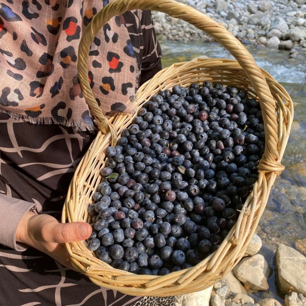 Yerli Yaban Mersini (Blueberry) - Görsel 5