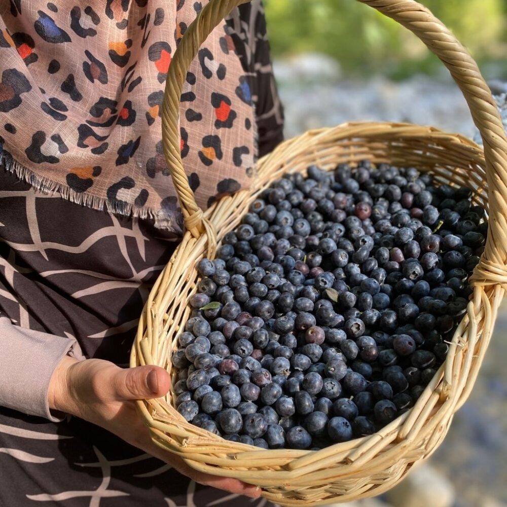 Yerli Yaban Mersini (Blueberry) - Görsel 4