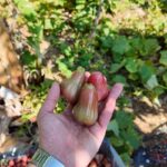 Jambo (Mum Elması) 300 Gram