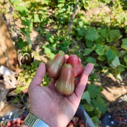 Jambu (Mum Elması) 250 Gram